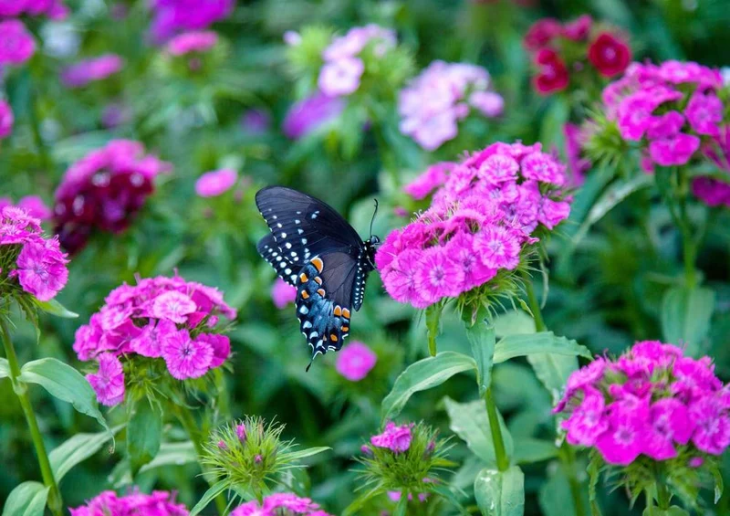 21731 Natur - Schmetterling auf Blüte Puzzle