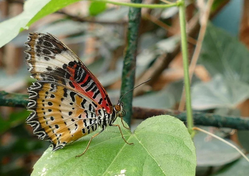 21400 Natur - Schmetterling Puzzle