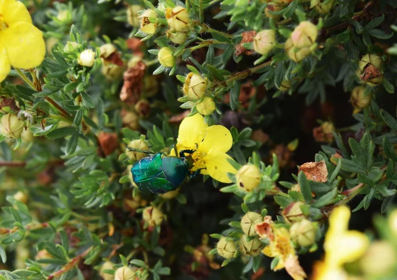 21395 Natur - Käfer auf Blüte Puzzle