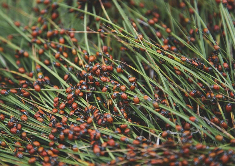 21390 Natur - Marienkäfer Puzzle