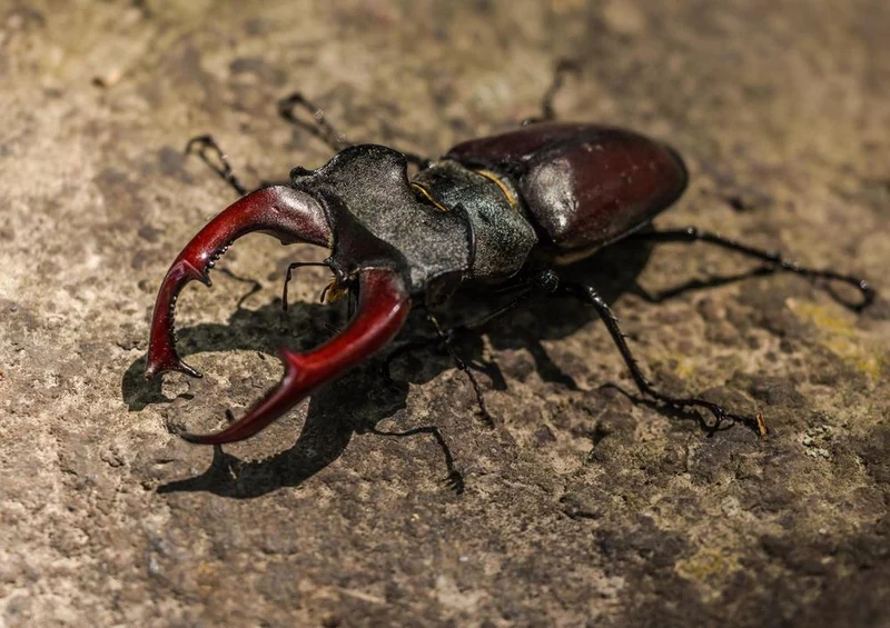 21385 Natur - Hirschkäfer Puzzle