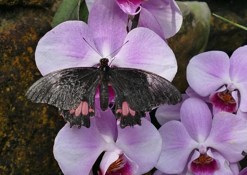 21380 Natur - Schmetterling Puzzle