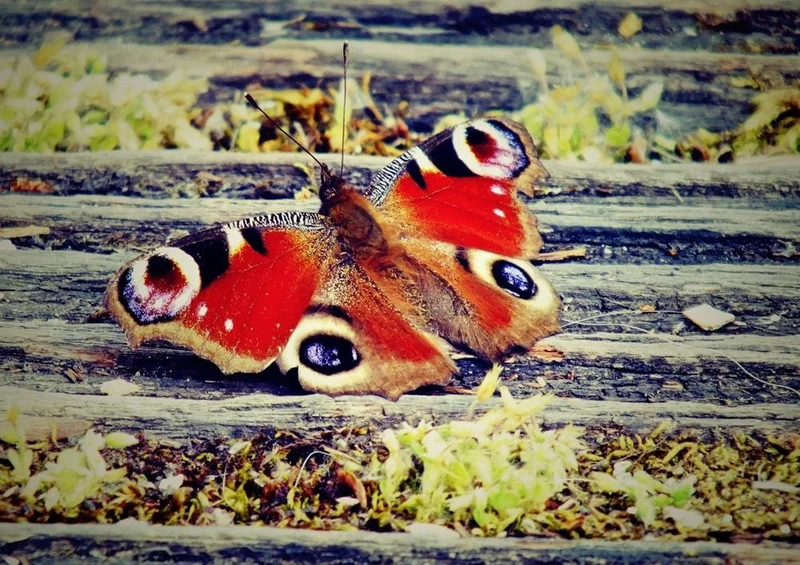 21375 Natur - Schmetterling Puzzle