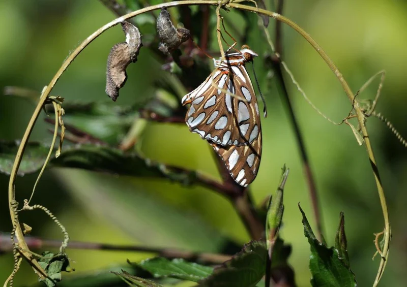 21370 Natur - Schmetterling Puzzle