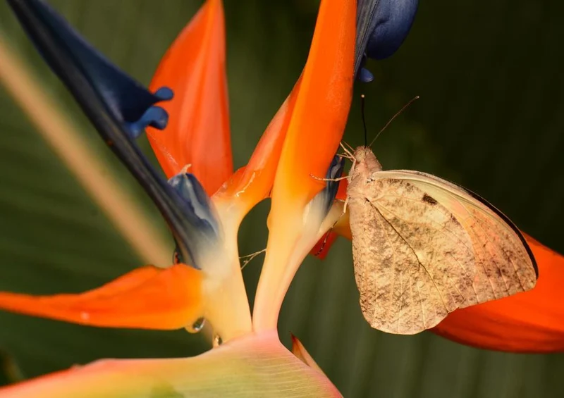21365 Natur - Schmetterling Puzzle