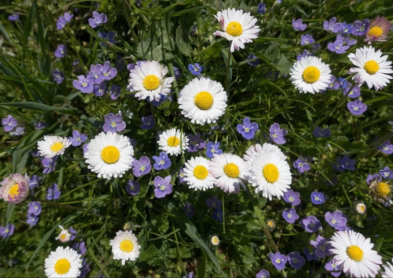 21656 Natur - Gänseblümchen Puzzle