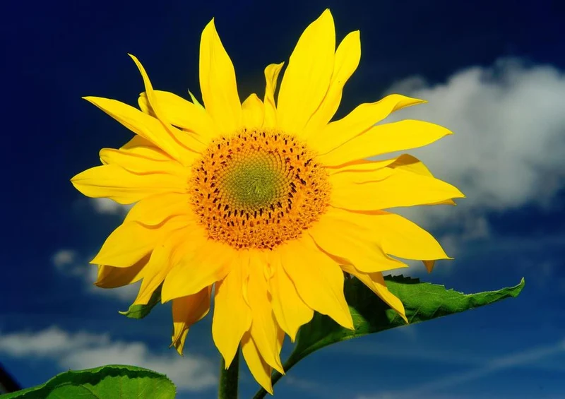 21626 Natur - Sonnenblume Puzzle