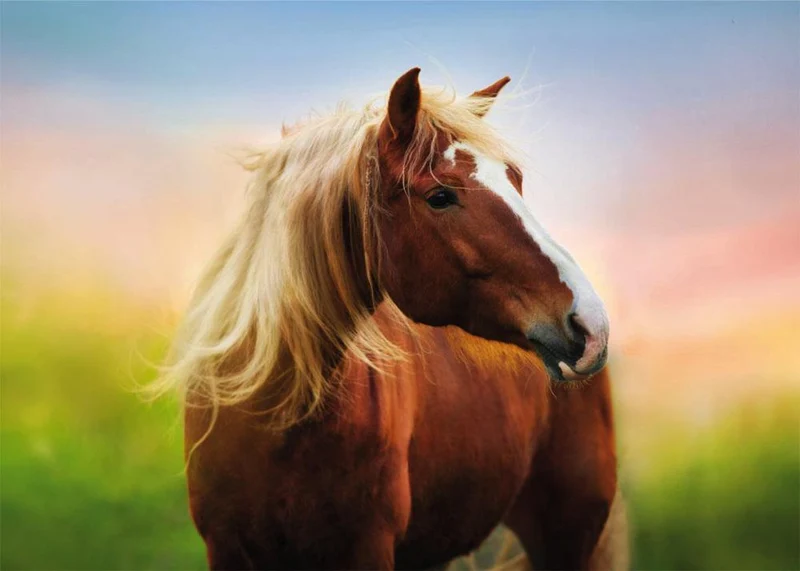 Horse at Sunrise