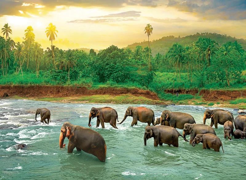 Save Our Planet - Rainforest