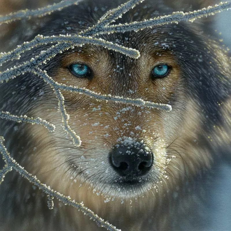Fire Within Ice, Collin Bogle