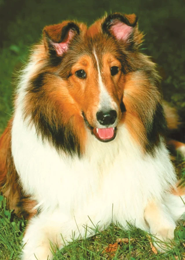 Animals Mini Puzzle (Collie)