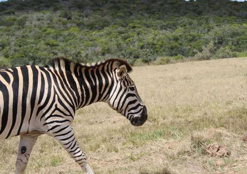 18463 Reisen - Zebra Puzzle