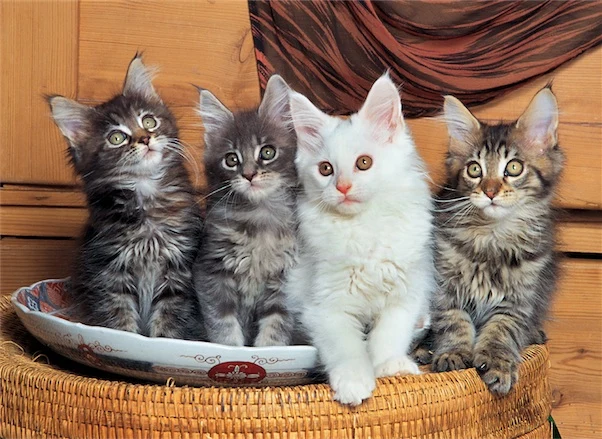 Maine Coon Cats