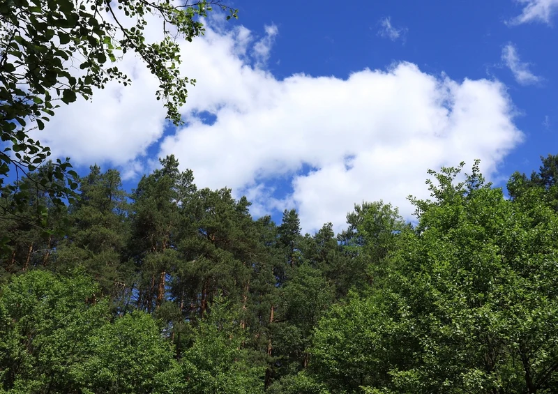 38854 Reisen - Wald Puzzle
