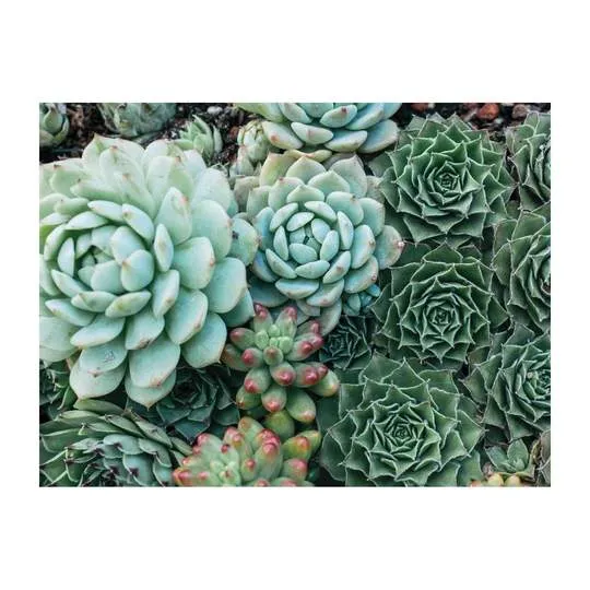 Succulent Garden - Double Sided Puzzle
