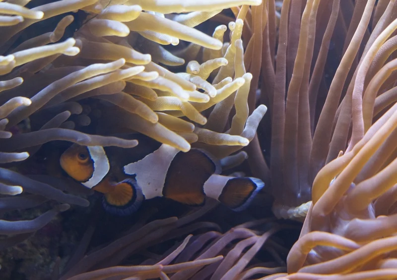 37898 Reisen - Anemonen Puzzle