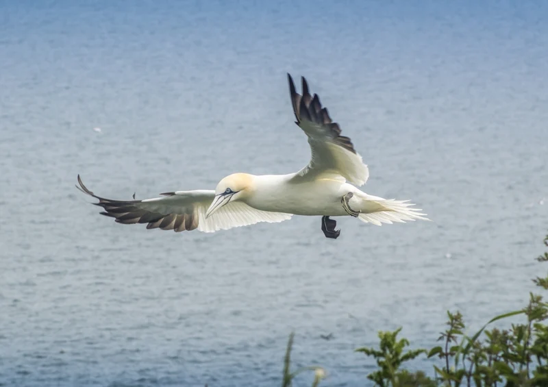 40237 Tierwelt - Gannet Puzzle