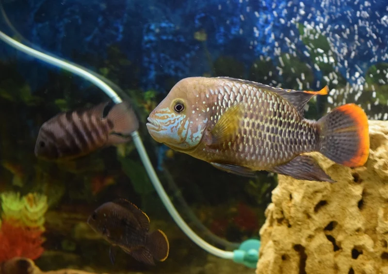 39991 Tierwelt - Fisch Puzzle