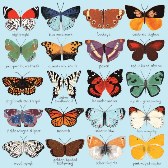 Butterflies Of North America