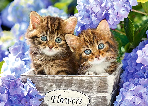 Cute Kittens, 60pc