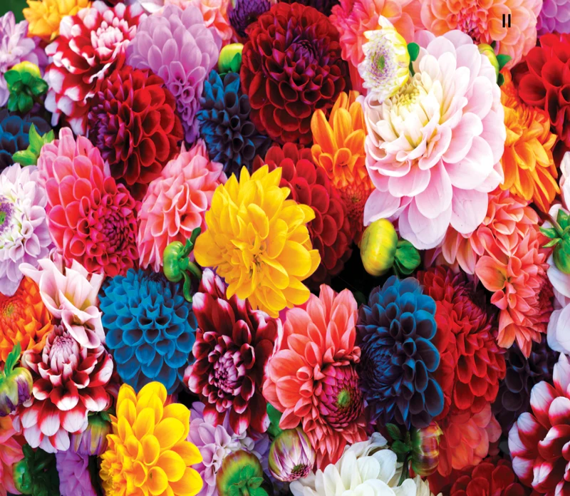 Brilliance - Beautiful Blooms