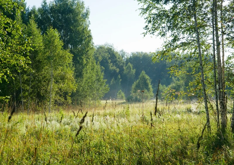 45558 Natur - Wald Puzzle