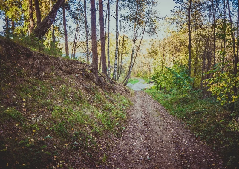 45553 Natur - Wald Puzzle
