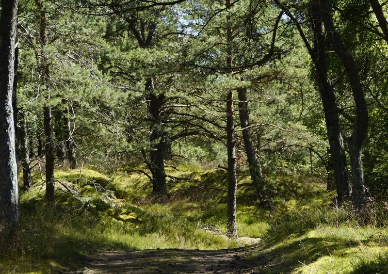 18422 Natur - Dünenlandschaft Puzzle