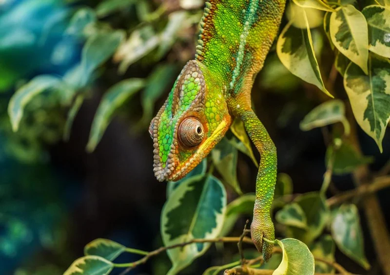 25440 Tierwelt - Chameleon Puzzle