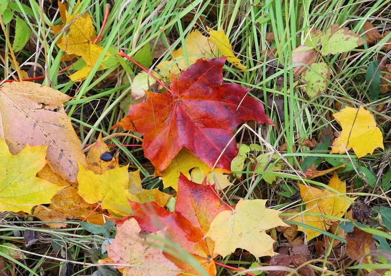 20823 Natur - Blätter im Gras Puzzle
