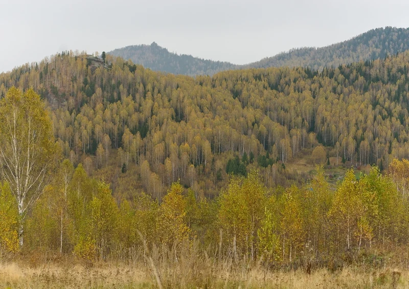 45515 Natur - Wald Puzzle