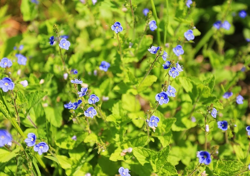 45510 Natur - Sommerblumen Puzzle