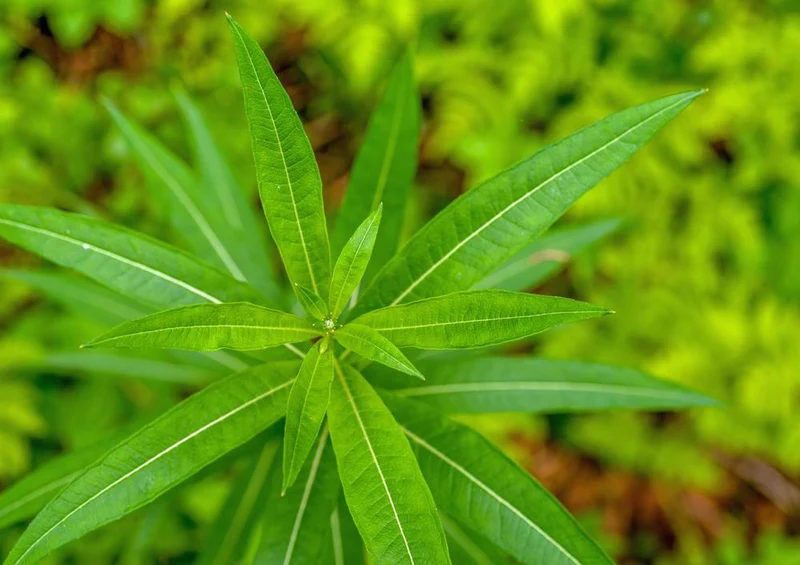18419 Natur - Pflanze Puzzle