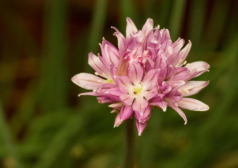 31714 Natur - Blume Puzzle