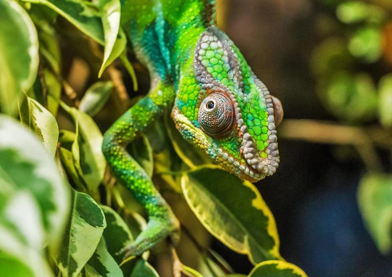 31709 Natur - Chameleon Puzzle