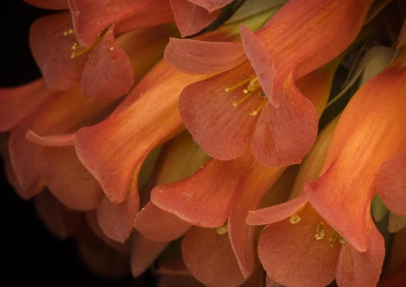 31704 Natur - Blume Puzzle