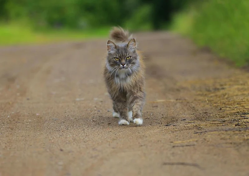 20818 Tierwelt - Kater-Spaziergang Puzzle
