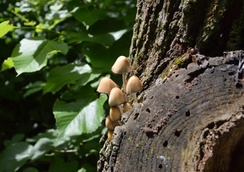 45275 Natur - Pilz Puzzle