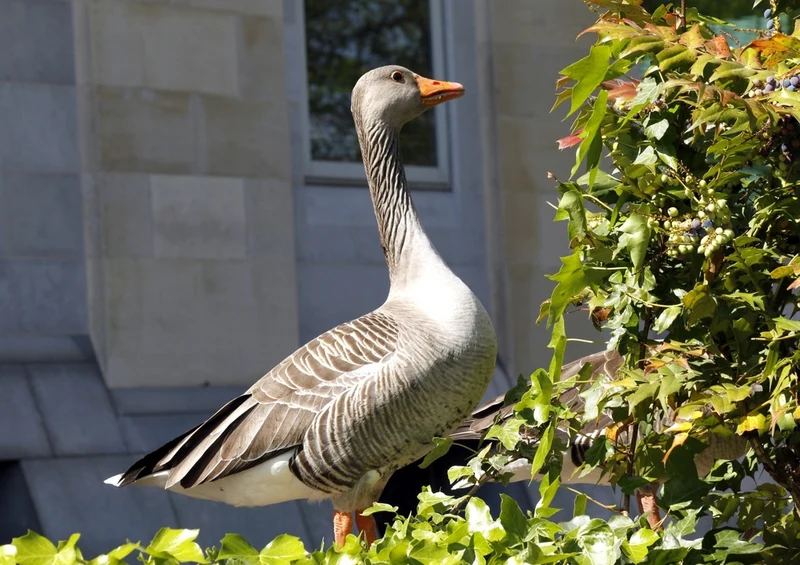 45258 Tierwelt - Gans Puzzle