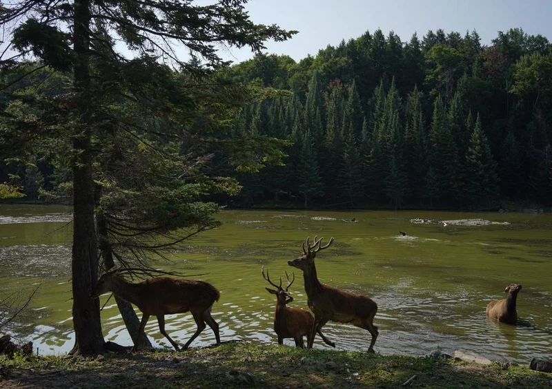 20758 Tierwelt - Rehe am Fluss Puzzle