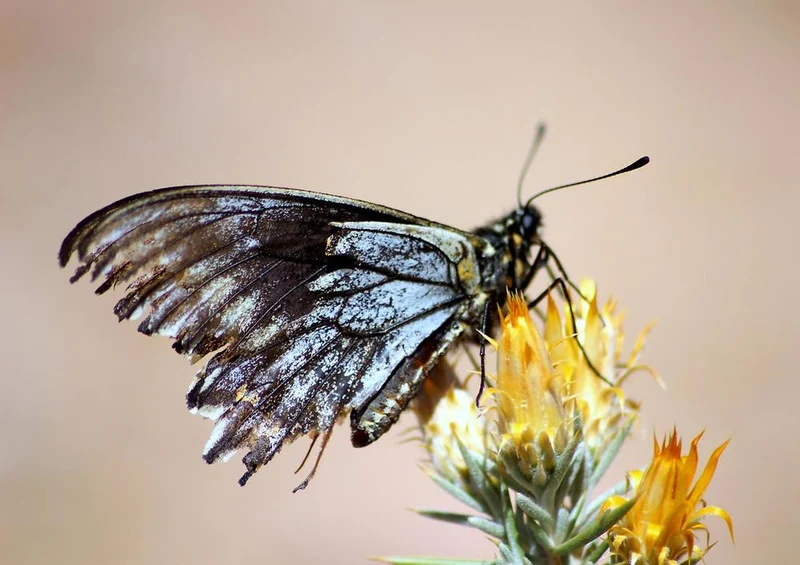 31962 Natur - Schmetterling Puzzle