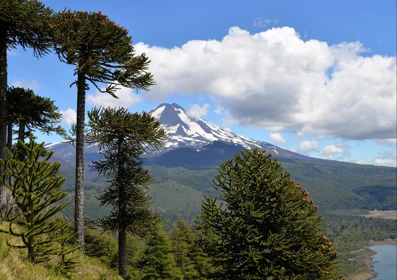 25735 Natur - Nationalpark Conguillío Puzzle