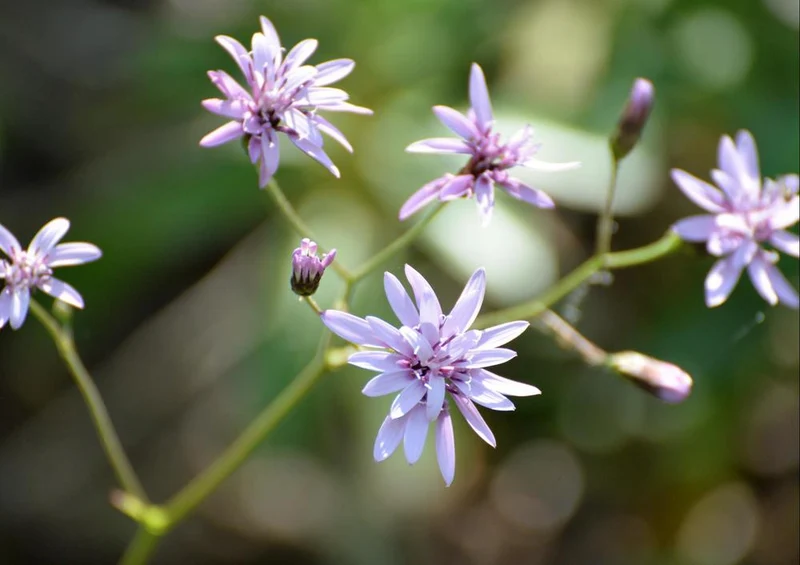 25450 Natur - violette Blüte Puzzle