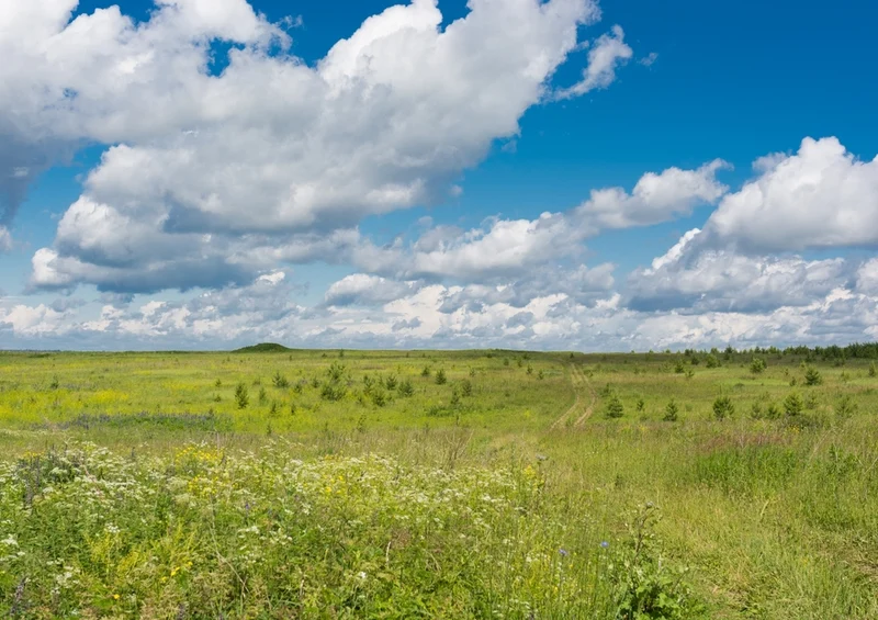 45626 Natur - Feld Puzzle