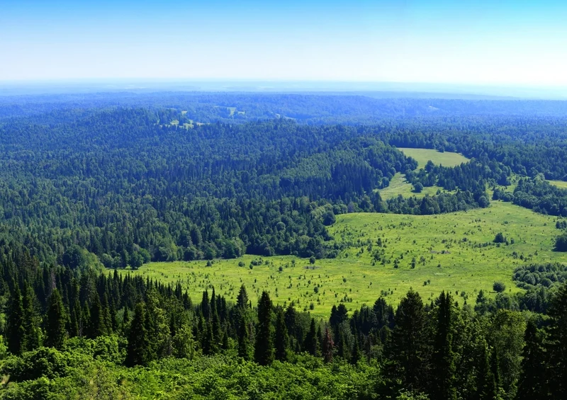45612 Natur - Wald Puzzle