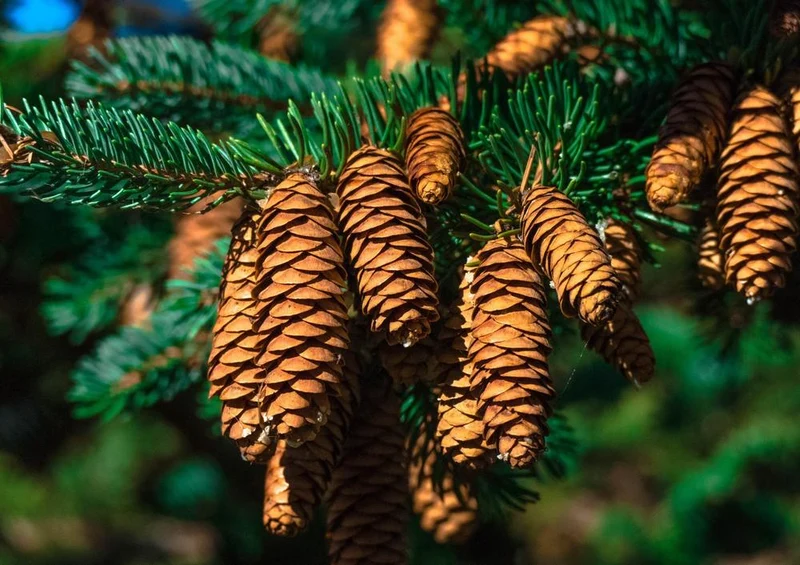 20738 Natur - Nadel-Baum Puzzle