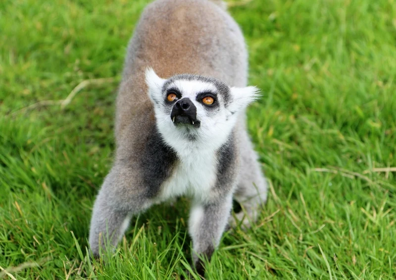 45365 Tierwelt - Lemur Puzzle