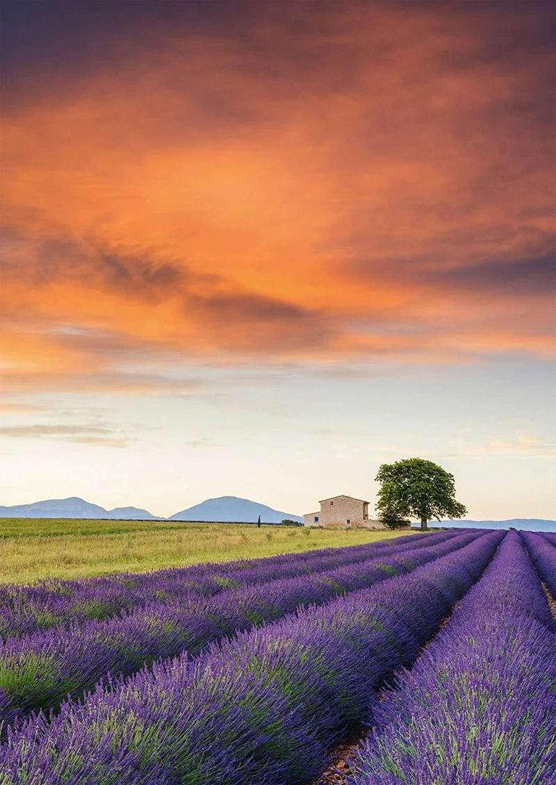 Lavender Field, Provence