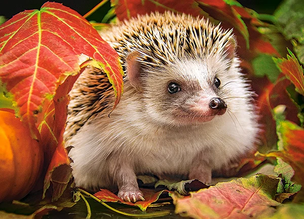 Hedgehog in Autumn Leaves, 180pc