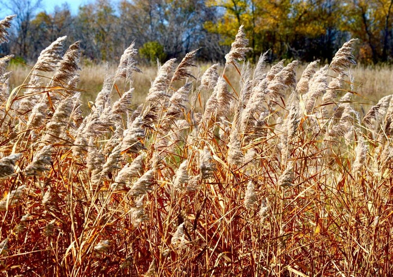 20728 Natur - Weizen-Feld Puzzle